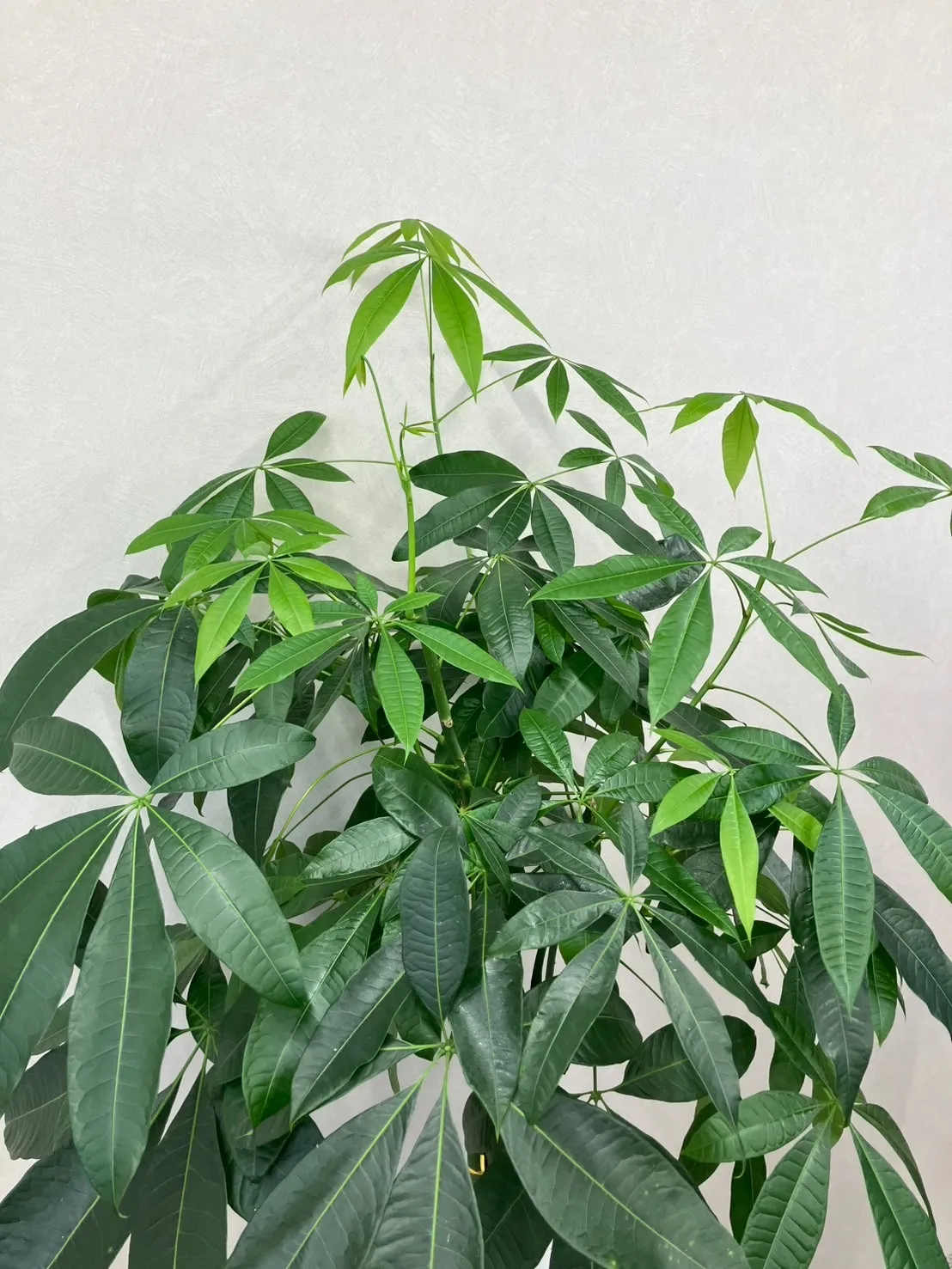まだまだ伸びます🌱【㈱愛知レジン】